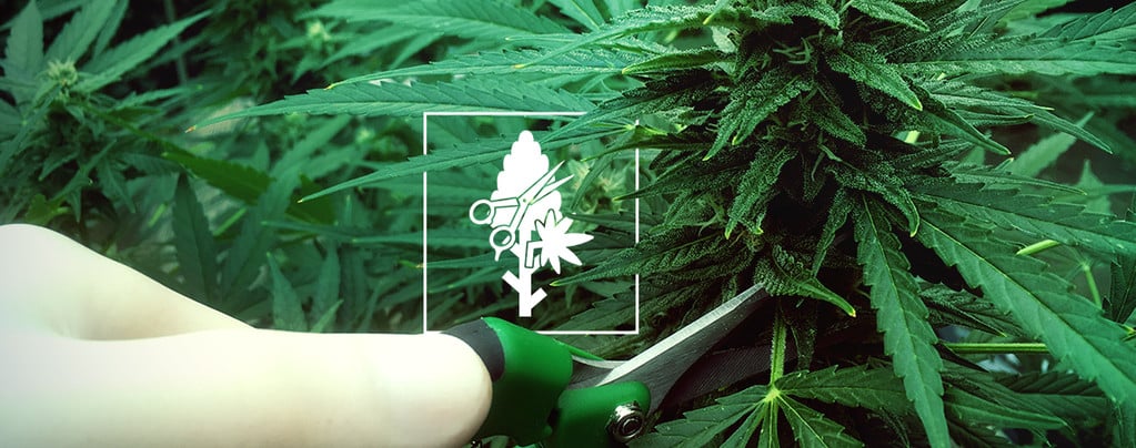 Le 4 Migliori Tecniche Di Potatura Per La Cannabis