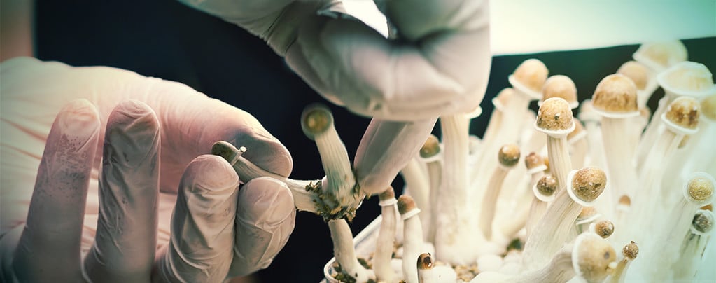Top 5 Kit Per La Coltivazione Dei Funghi Magici