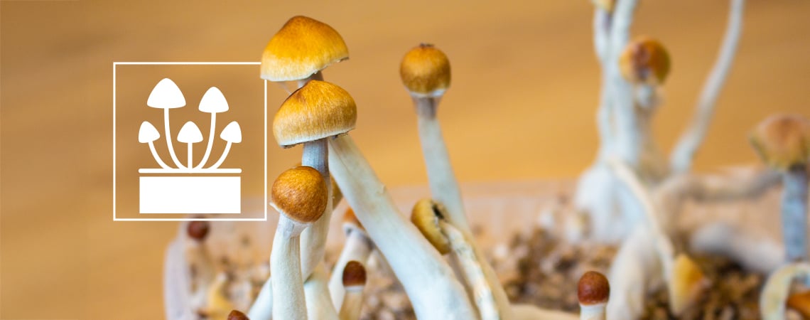 Top 5 Kit Per La Coltivazione Dei Funghi Magici