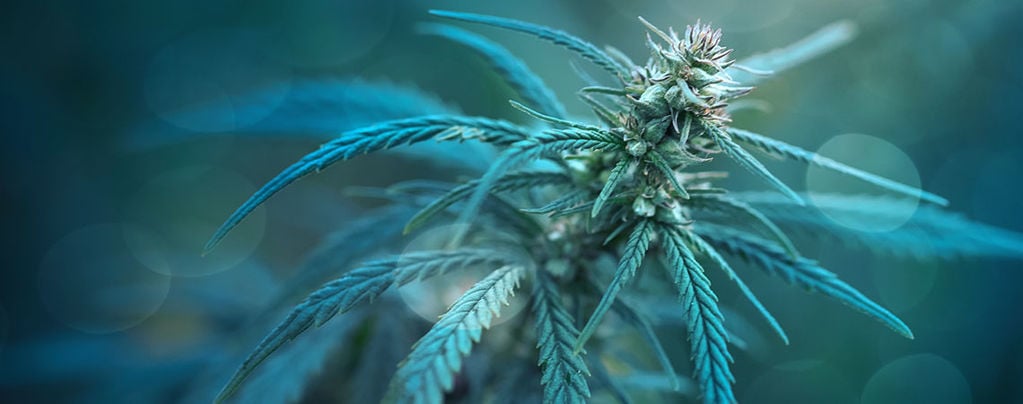 CBD Fix Auto: Una Varietà di Cannabis con Meno dell'1% di THC