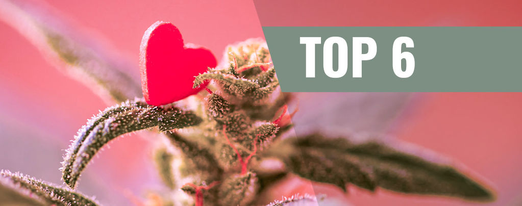 Varietà Di Cannabis Per Il Giorno Di San Valentino