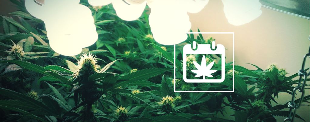 Raccolta Perpetua: Come Raccogliere Cannabis Tutto L'Anno
