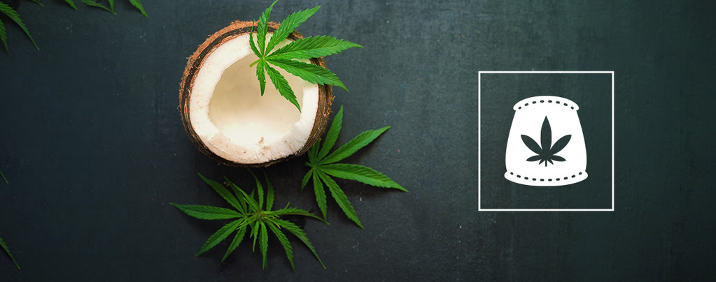 Usare L'acqua Di Cocco Come Fertilizzante Biologico Per La Cannabis