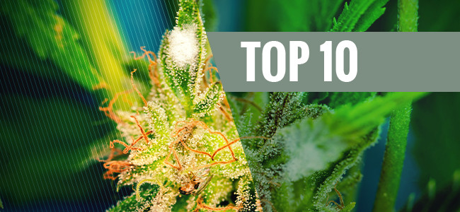 Le 10 Varietà Di Cannabis Più Resistenti Alla Muffa