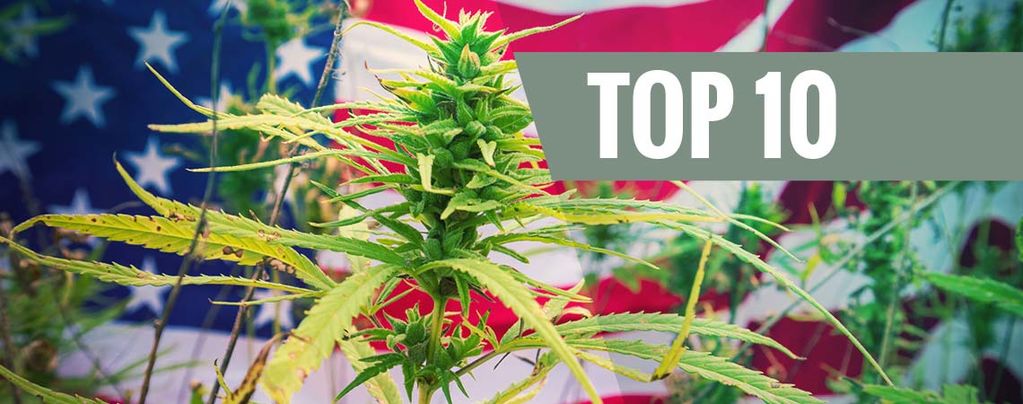 Le Migliori 10 Varietà Di Cannabis Dagli USA