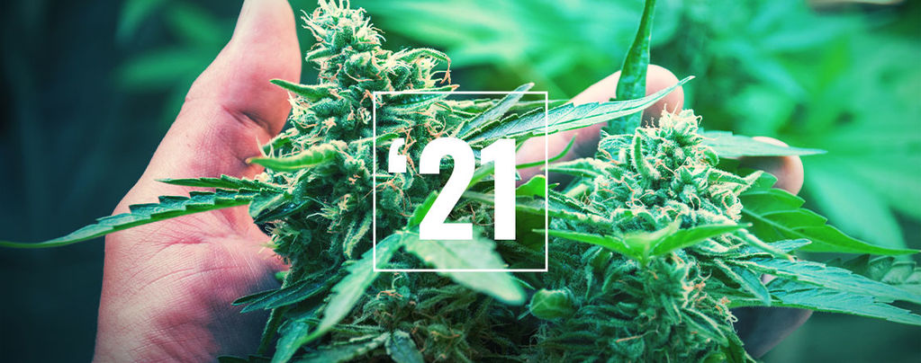 Le Migliori Varietà Di Cannabis Per Il 2024