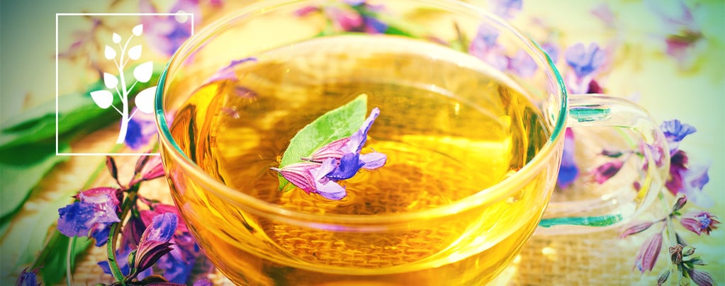 Come Preparare il Tè di Salvia Divinorum