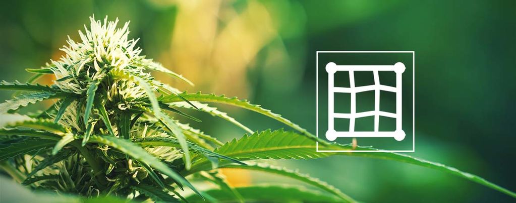 Conltivare Cannabis Con La Tecnica ScrOG