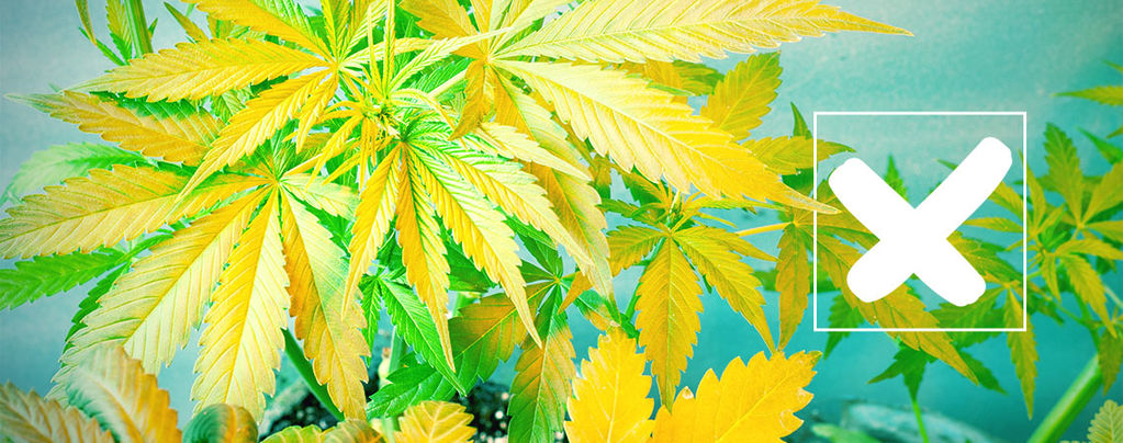 L'Ingiallimento Delle Foglie Di Cannabis