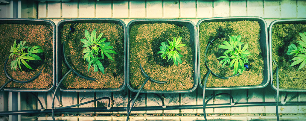 5 Modi Di Aumentare Il Tuo Raccolto Di Cannabis