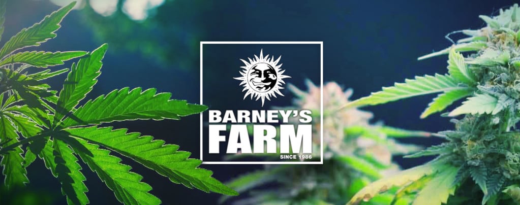 Le Migliori Varietà Di Cannabis Della Barney's Farm