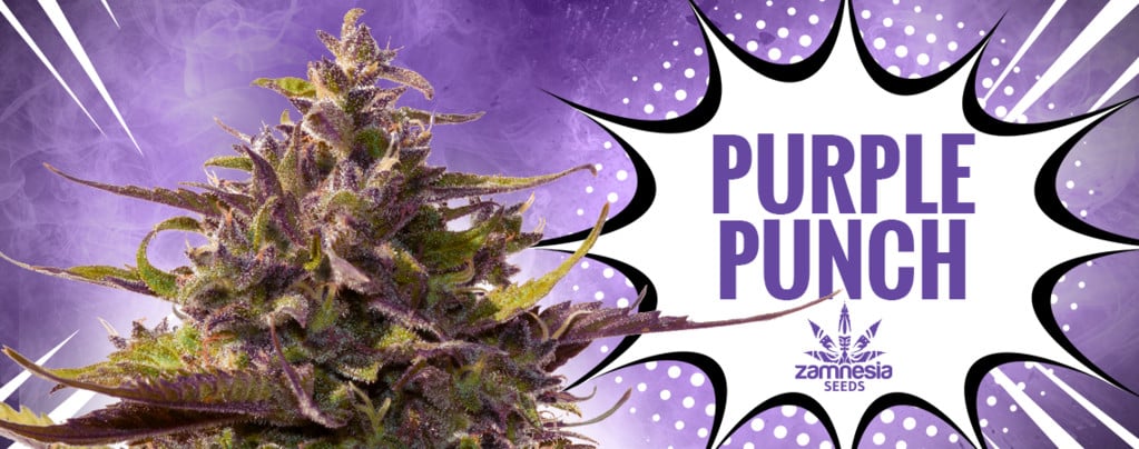 Purple Punch (Zamnesia Seeds) femminizzata