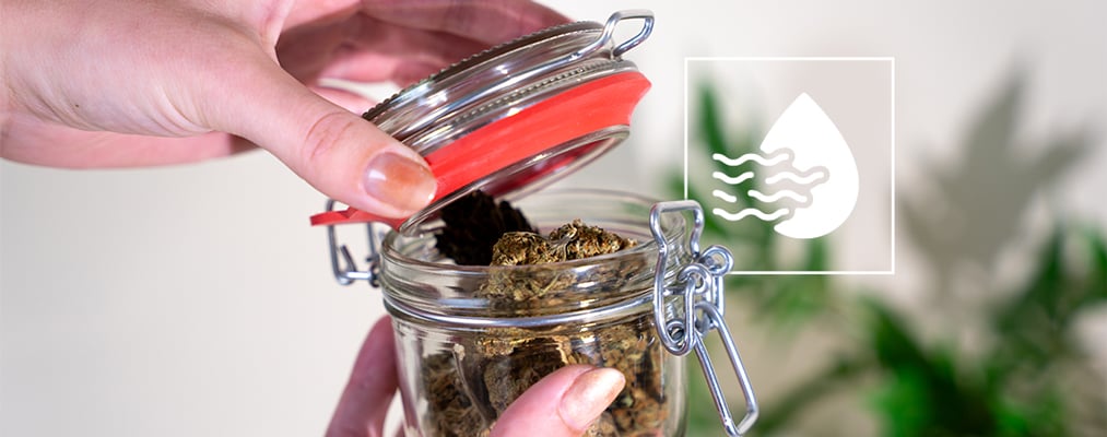 Come Essiccare E Conciare Correttamente Le Cime Di Cannabis