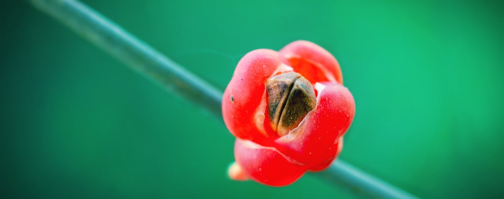Cos'È La Ma Huang (Ephedra Sinica) E Quali Effetti Può Avere?