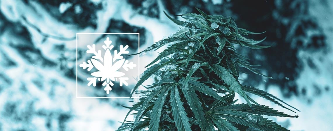 Come Coltivare La Cannabis In Inverno (Sì, È Possibile!)