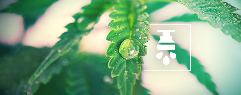 I Vantaggi Dell'Utilizzo Di Un Sistema Di Irrigazione Per La Cannabis