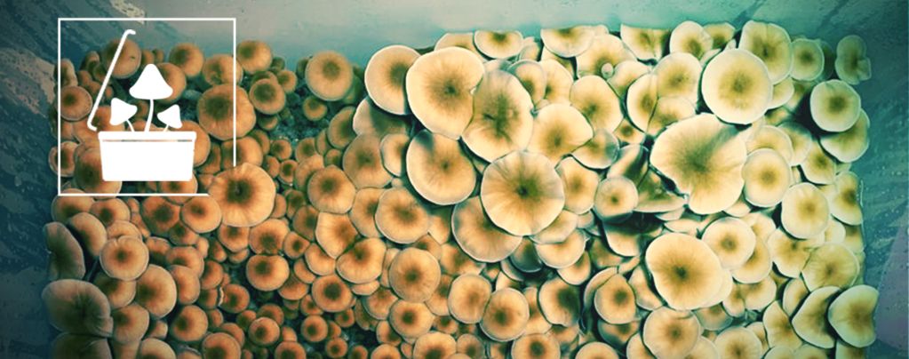 Coltivate Funghi Allucinogeni In Grandi Quantità Con La Tecnica Monotub