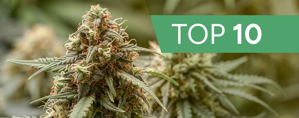 Le 10 Migliori Varietà Di Cannabis Haze