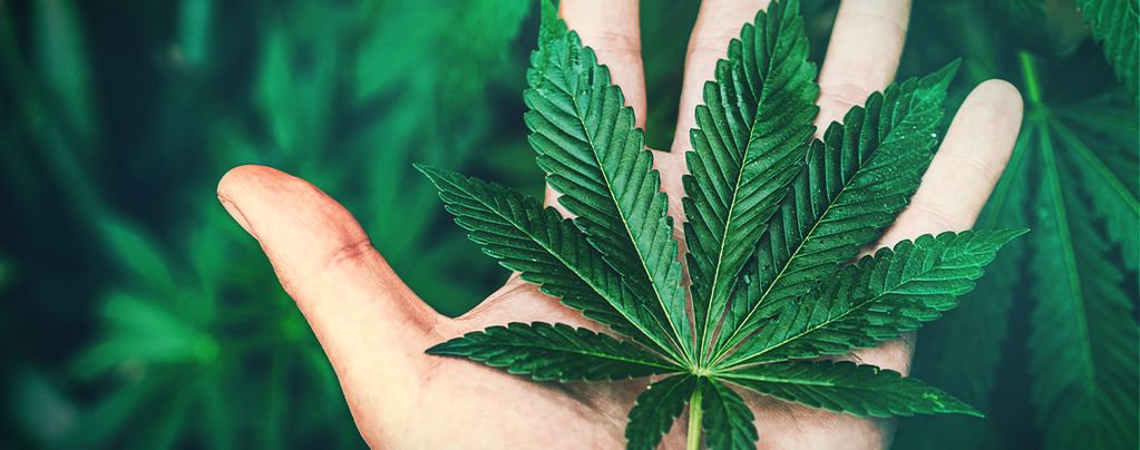 La Cannabis Crea Dipendenza?