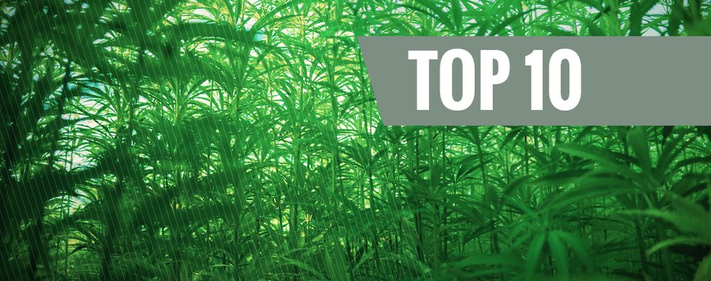 Top 10 Delle Varietà Di Cannabis Più Alte