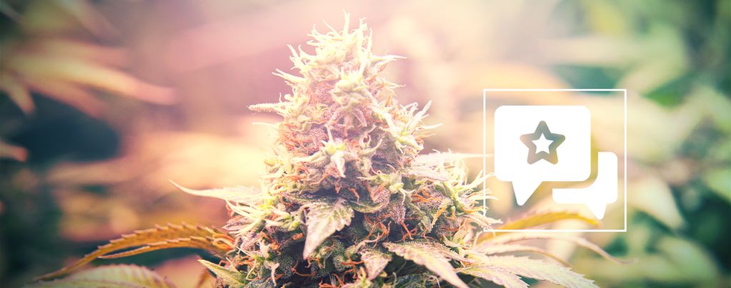 Candy Kush: Recensione & Informazioni Sulla Varietà