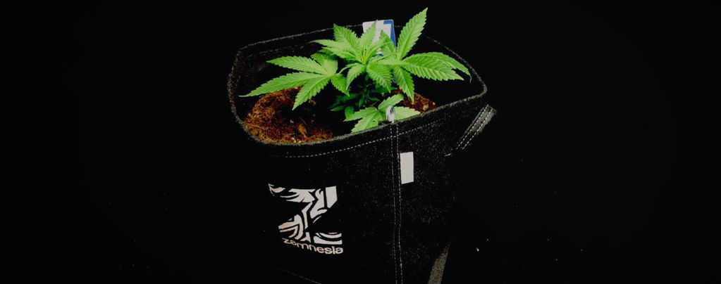 I Vantaggi Dei Vasi In Tessuto Per Coltivare Cannabis