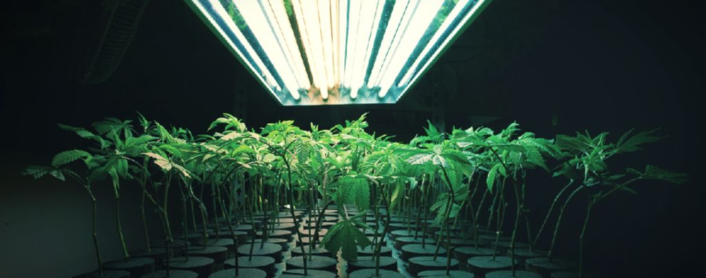Cos'è Un Substrato Inerte Nella Coltivazione Di Cannabis