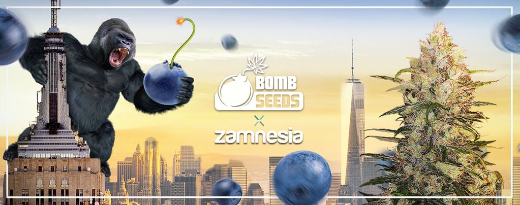 Zamnesia x Bomb Seeds: Bomberry Glue Auto (Edizione Limitata)