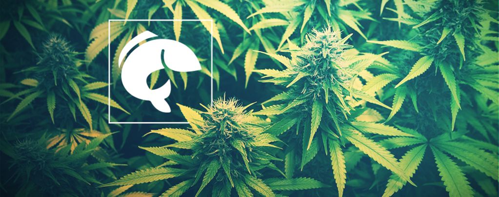 Una Guida All'Uso Dell'Acquaponica Per Coltivare La Cannabis