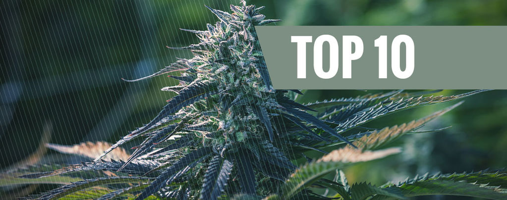 Le 10 Varietà Di Cannabis Più Esclusive