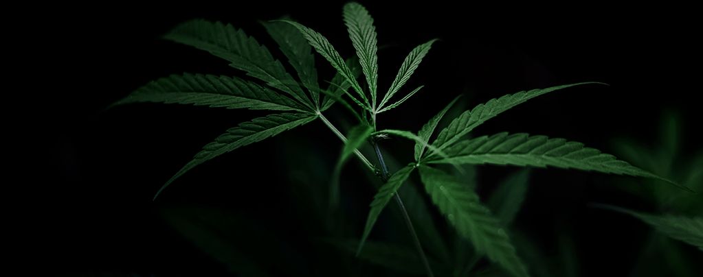 Controllare La Fioritura Di Cannabis Con La Privazione Della Luce
