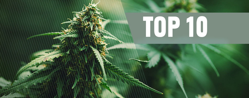 I 10 Migliori Semi Cannabis Regolari Del 2024