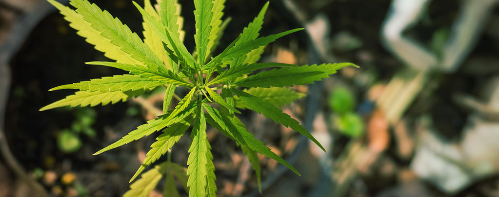 Strane E Meravigliose Mutazioni Della Cannabis 