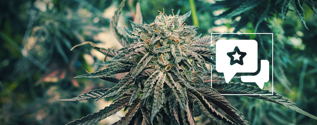 Pink Rozay: Recensione Ed Informazioni Sulla Varietà Di Cannabis