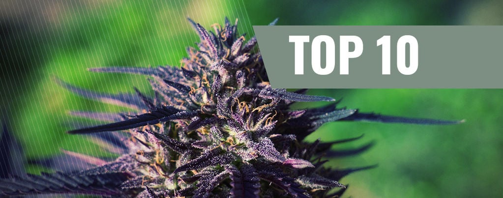 Le 10 Migliori Varietà Di Cannabis Purple [2024]  
