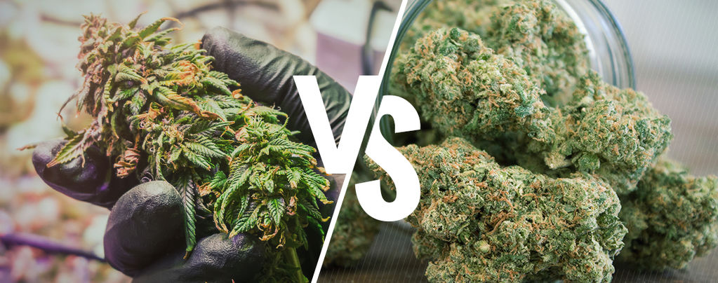 Capire La Differenza Fra Cannabis Cruda E Decarbossilata