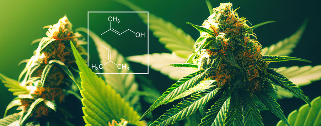 Cos'È Il Geraniolo Della Cannabis?