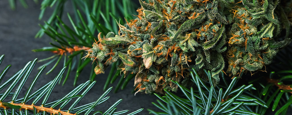 Cos'È Il Pinene Nella Cannabis?