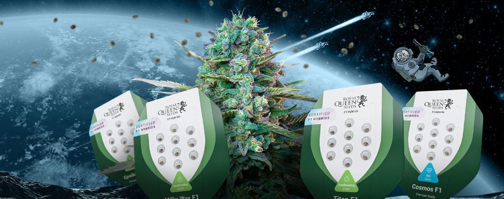 Scopri I Nuovi Semi Di Cannabis Ibridi F1 Di Royal Queen Seeds