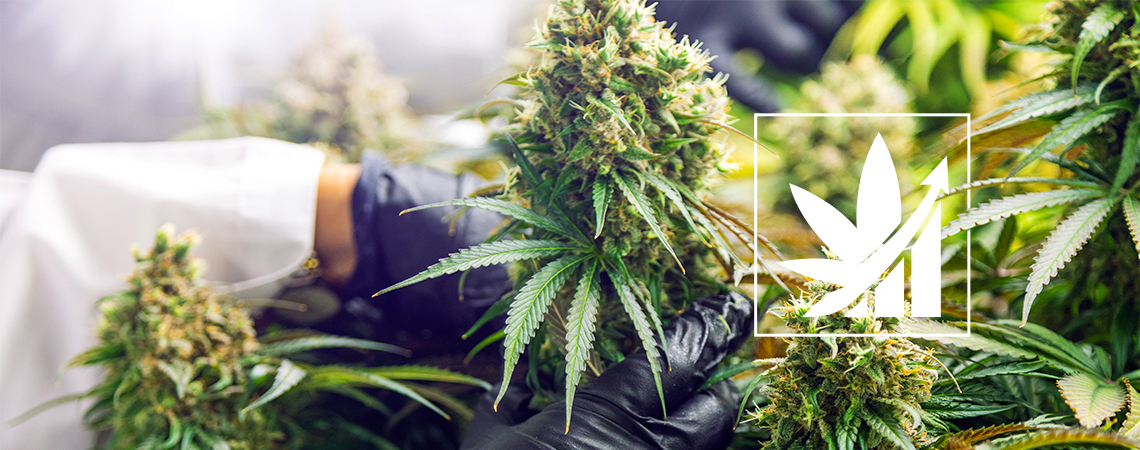 Cos'È Il Crop Steering Della Cannabis?