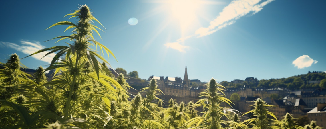 Il Lussemburgo Legalizza La Cannabis Ad Uso Ricreativo
