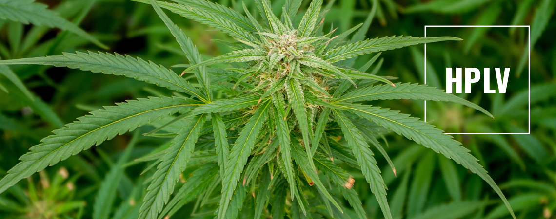 HpLVd Nella Cannabis: Rischi E Precauzioni