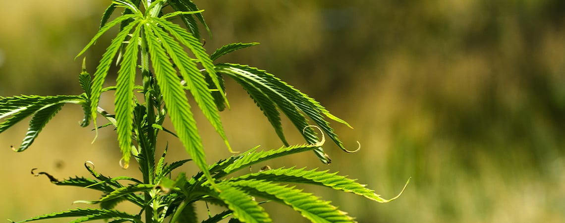 Perché Le Foglie Della Cannabis Si Piegano All'Insù O All'Ingiù?