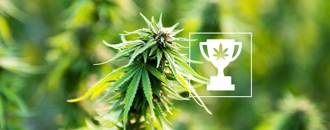 9 Record Mondiali Della Cannabis