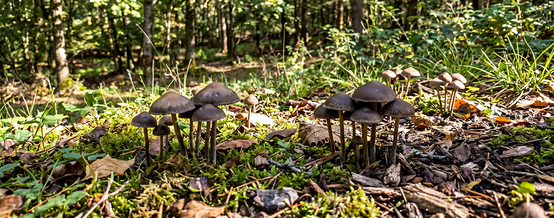 Come Coltivare Funghi Magici All'Aria Aperta
