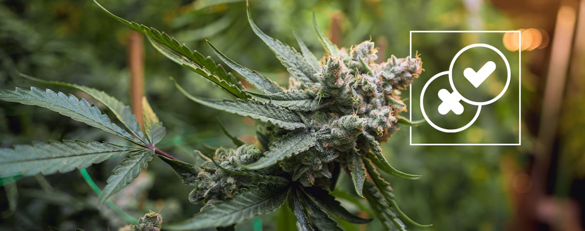 Cannabis e leggende urbane: Sfatiamo i miti più assurdi sull'erba