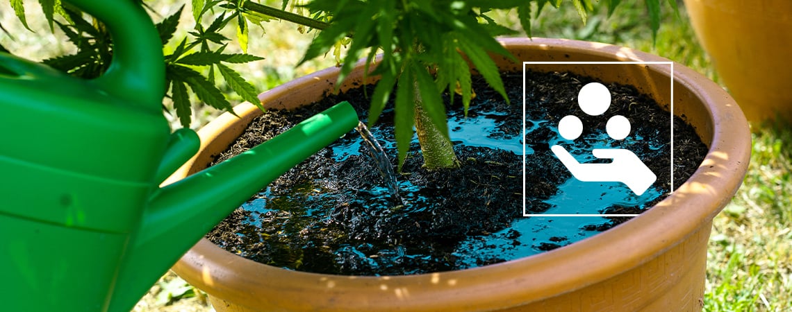 Additivi per la cannabis: A cosa servono e perché sono necessari