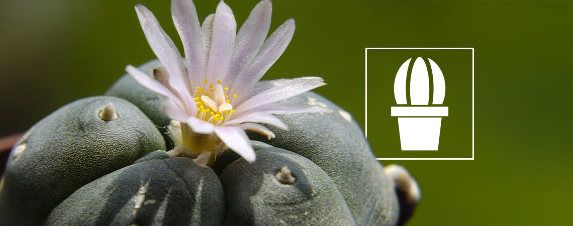 Cos'è il peyote e perché viene utilizzato?
