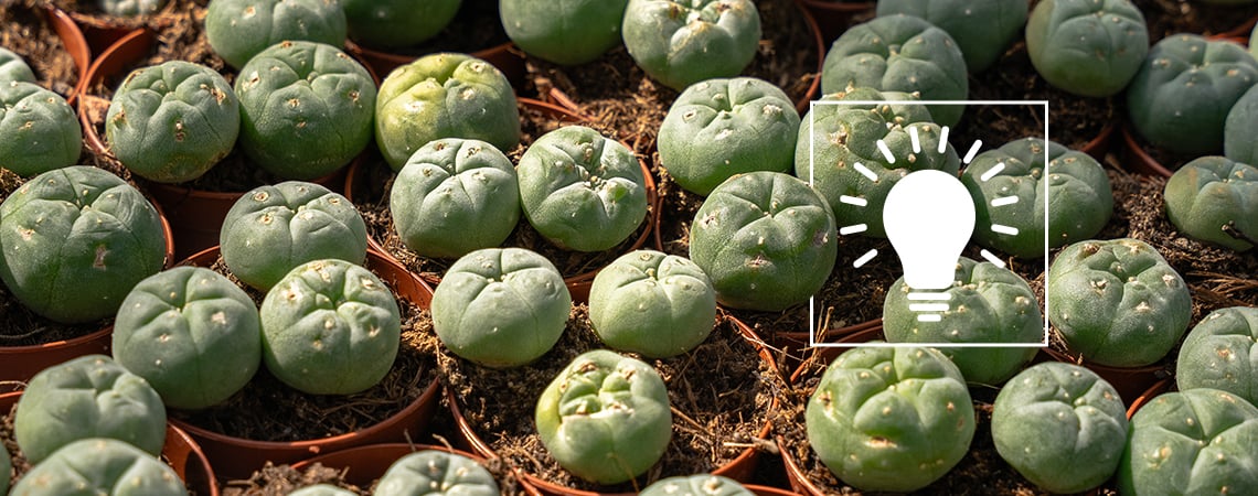 Peyote: Tutto ciò che c'è da sapere prima di consumarlo