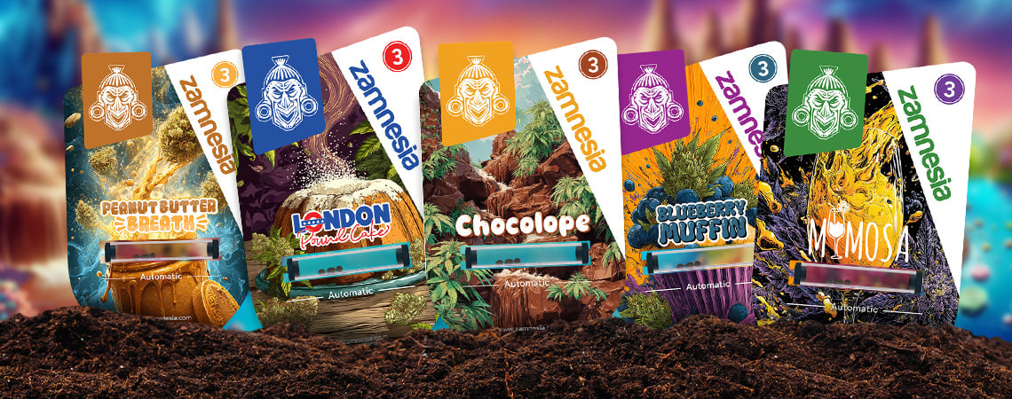 Showcase delle varietà di Zamnesia: Sugar Valley